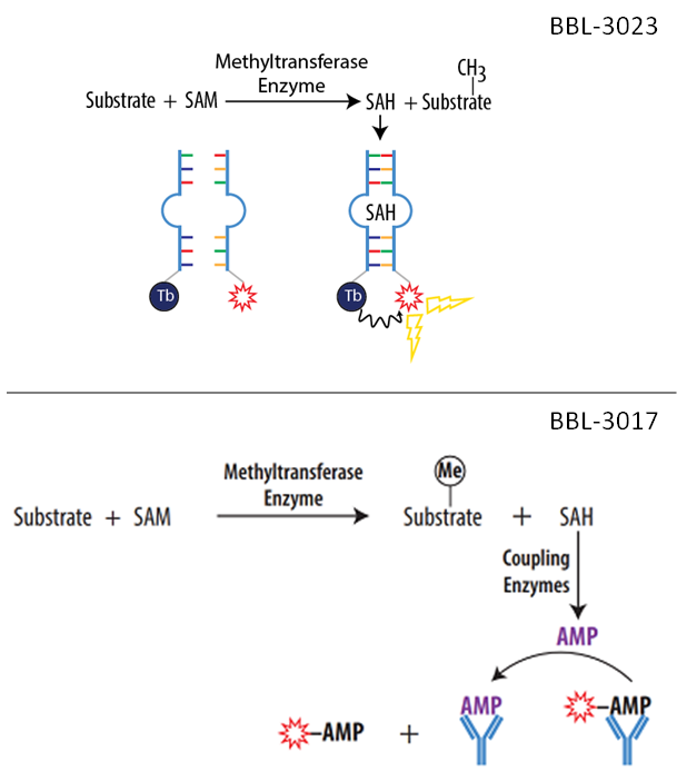 Methyltransferase Assays